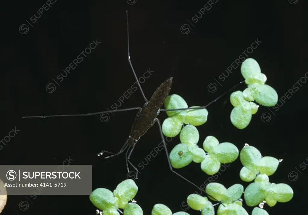 water strider or pondskater gerris remigis on surface, amongst duckweed california, western usa 
