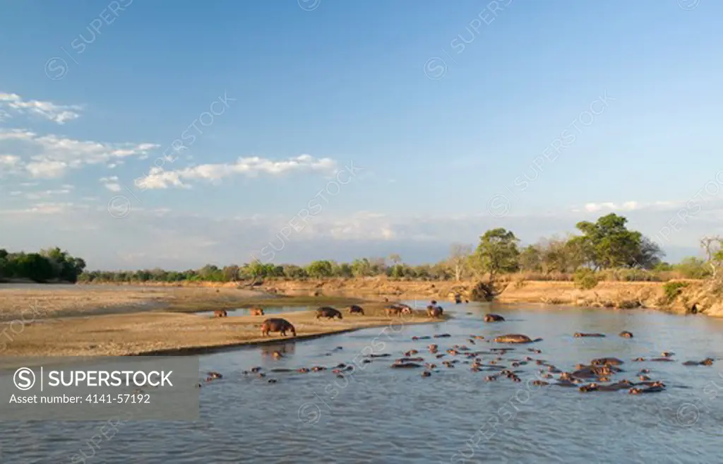 Hippopotamus, Hippopotamus Amphibious, South Luangwa National Park, Zambia