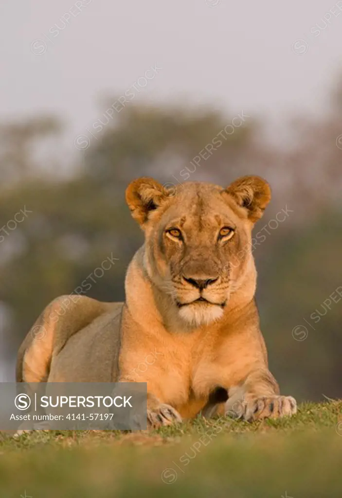African Lionness, Panthera Leo, South Luangwa National Park, Zambia