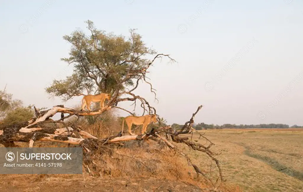 African Lions, Panthera Leo, In Tree, South Luangwa National Park, Zambia