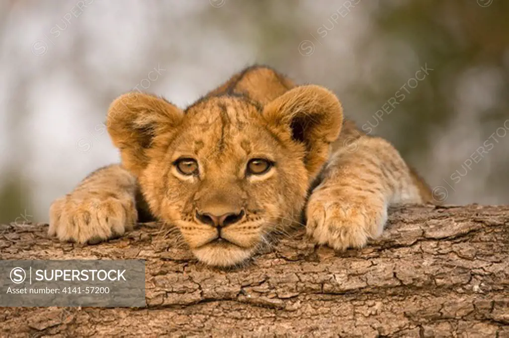 African Lion, Panthera Leo, South Luangwa National Park, Zambia