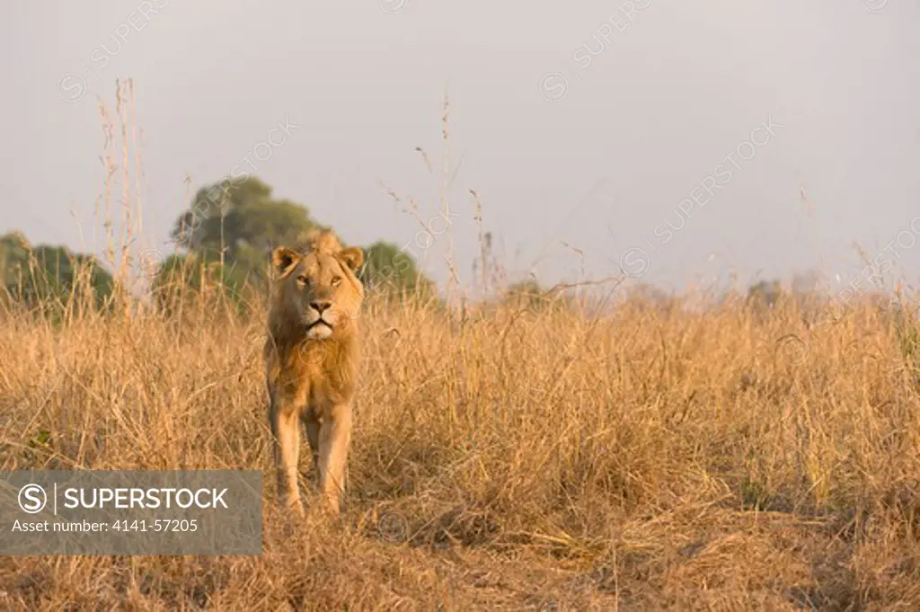 African Lion, Panthera Leo, Male In Long Grass, South Luangwa National Park, Zambia
