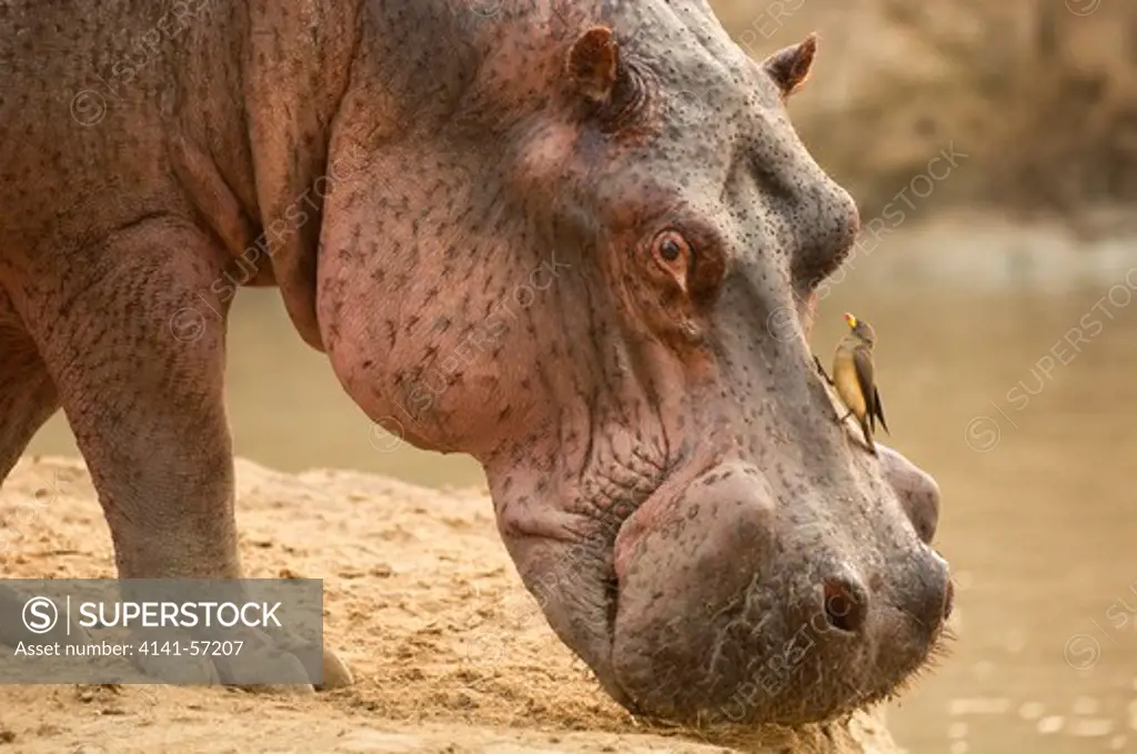 Hippopotamus, Hippopotamus Amphibious, Showing Secretion Of Hipposudoric Acid Or 'Blood Sweat' With Yellow Billed Oxpecker, Buphagus Africanus, South Luangwa National Park, Zambia