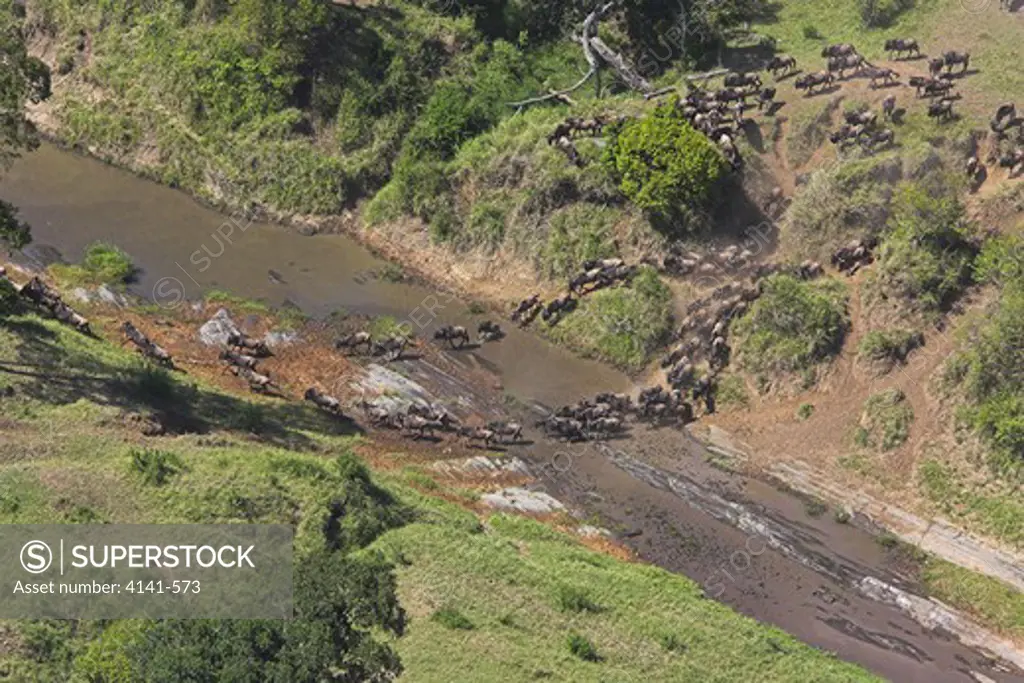 common wildebeest connochaetes taurinus crossing river during migration (aerial shot) masai mara, kenya
