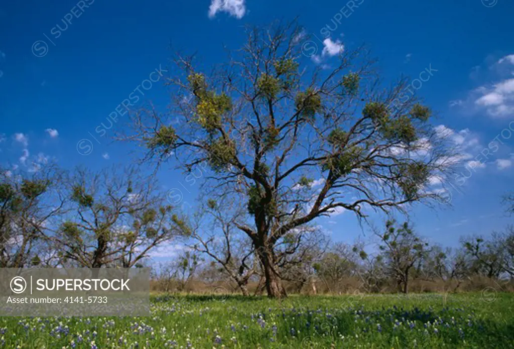 american mistletoe phoradendron flavescens in mesquite tree texas, usa 