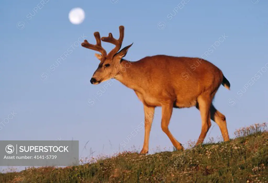 blacktail mule deer buck odocoileus hemionus with full moon behind. olympic national park, washington, usa. endangered sp.