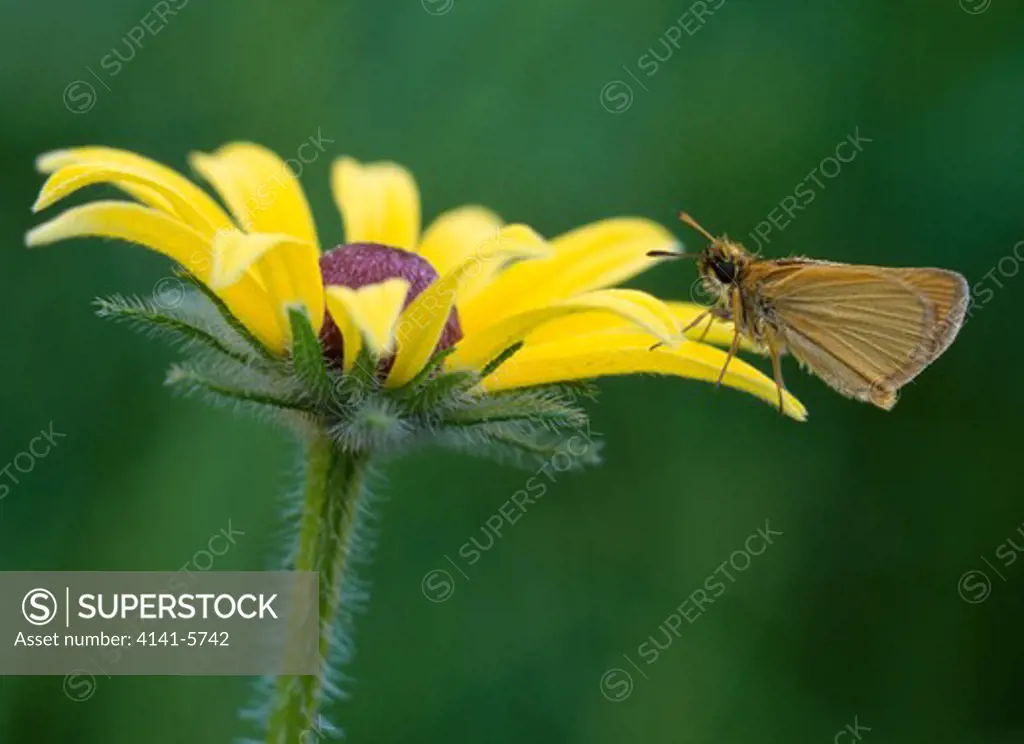 essex skipper butterfly thymelicus lineola on black-eyed susan flower michigan, usa