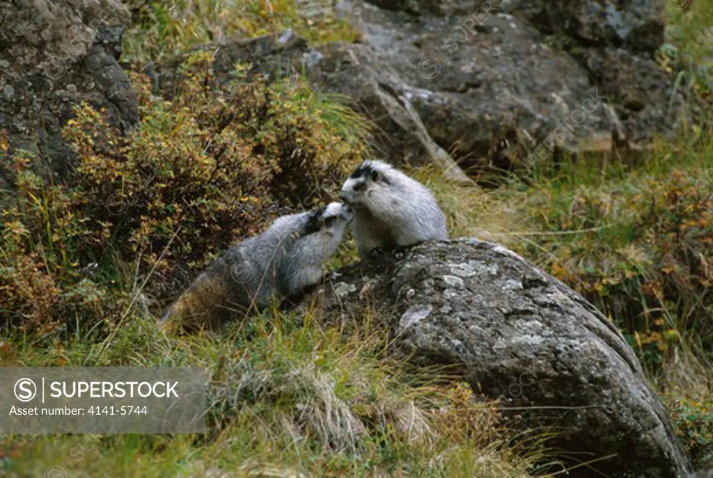 hoary marmot adult and young marmota caligata greeting. denali national park, alaska, usa 