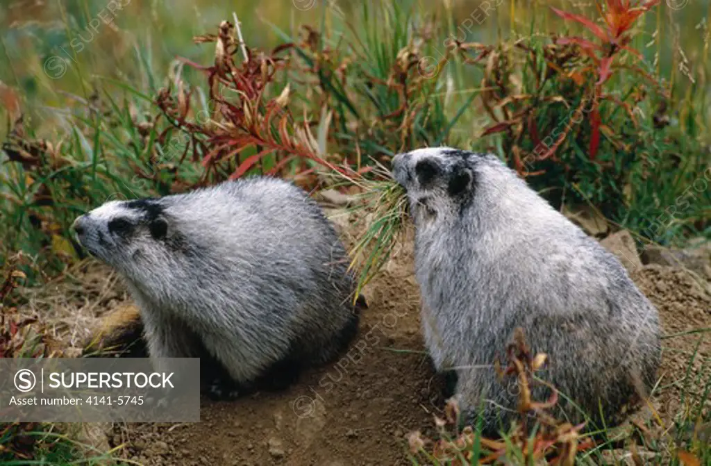 hoary marmot two adults marmota caligata one with vegetation to line burrow denali n.p., alaska, usa 
