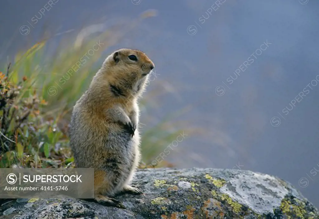arctic ground squirrel spermophilus parryi with full cheeks. denali national park, alaska, usa.