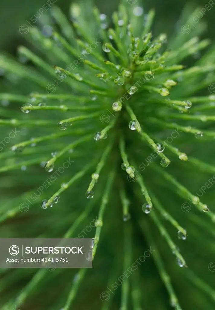 raindrops on horsetail equisetum sp. california, usa