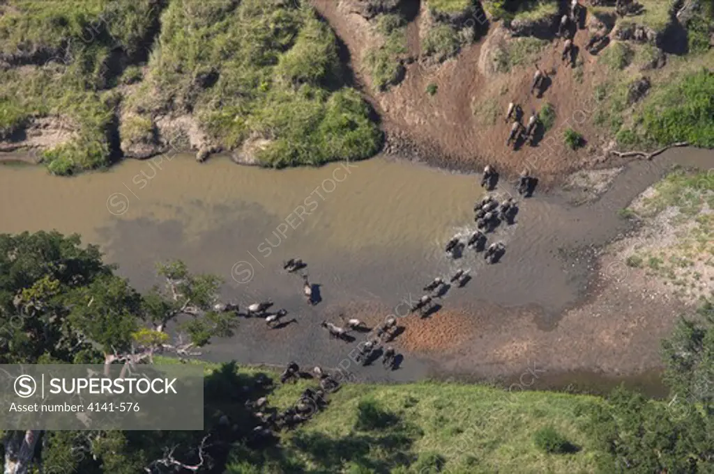 common wildebeest connochaetes taurinus crossing river during migration (aerial shot) masai mara, kenya