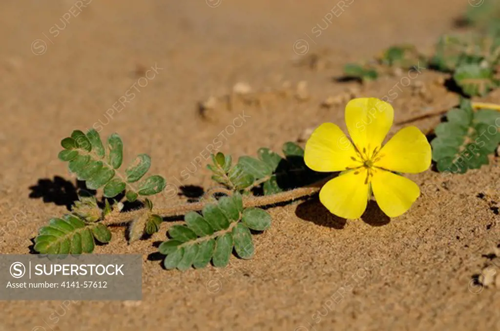 Tribulus Cristatus, Zygophyllaceae, Richtersveld,Transfrontier National Park, Tatasberg, South Africa