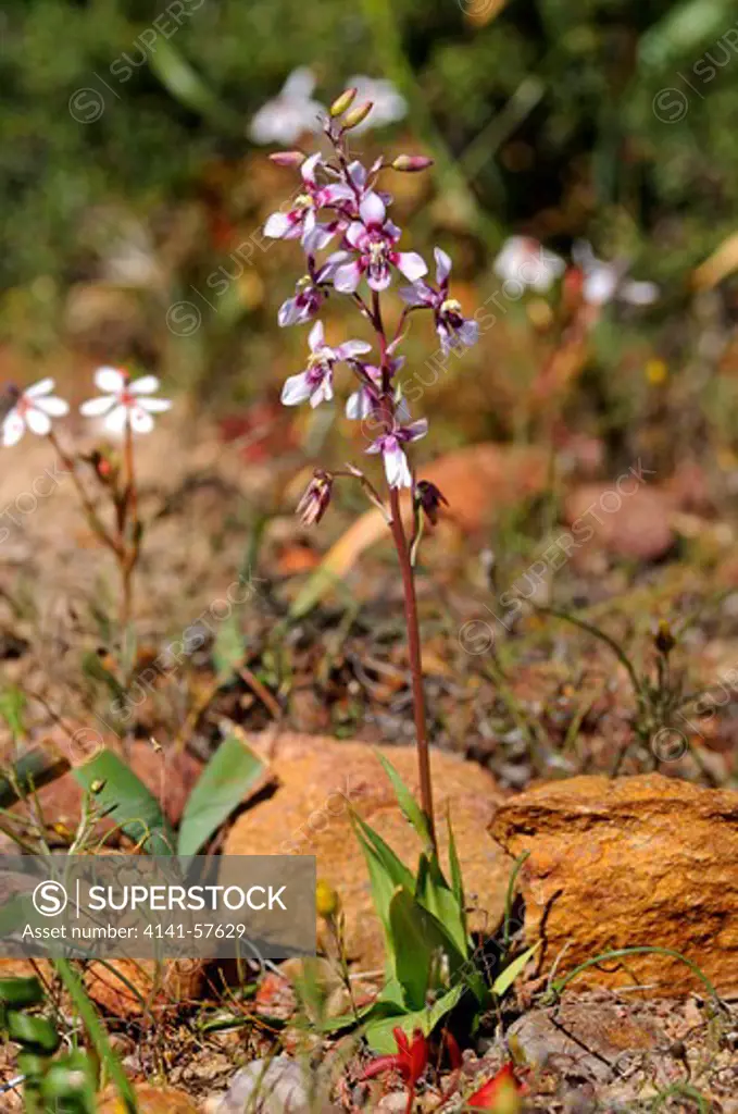 Cyanella Orchidiformis In Habitat, Naries, Namaqualand, South Africa