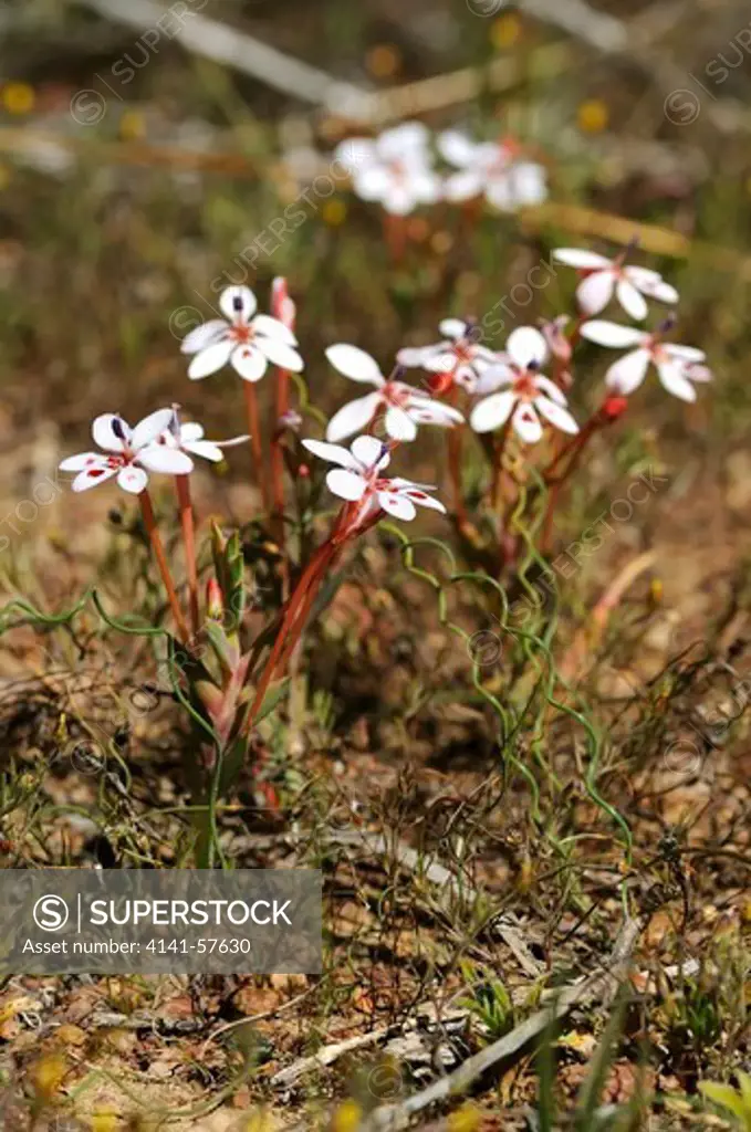 Lapeirousia Verecunda In Habitat, Namaqualand, South Africa