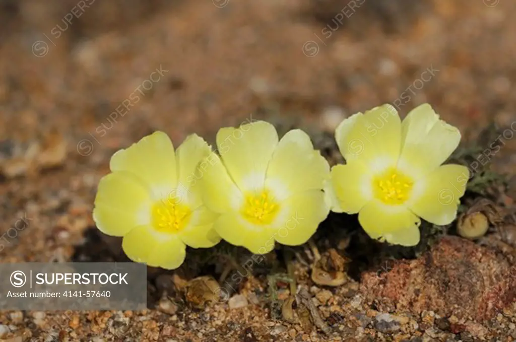 Grielum Humifusum, Pietsnot, Namaqualand, South Africa