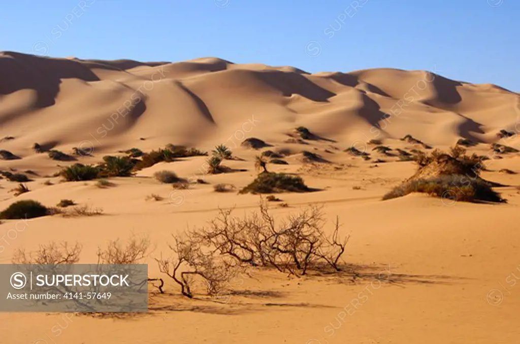 Wadi With Sparse Remainigns Of The Orginal Vegetation, Awbari Sand Sea, Sahara Desert, Libya