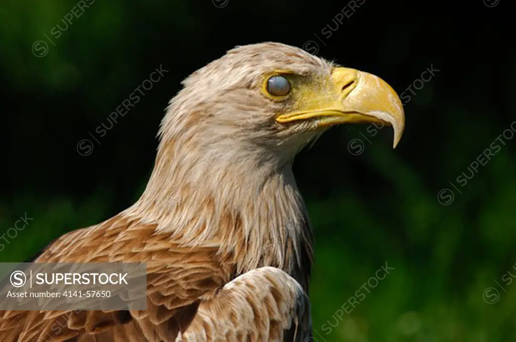 The Nictitating Membrane Covers The Eye Of A Sea Eagle Or White-Tailed Eagle (Haliaeetus Albicilla)