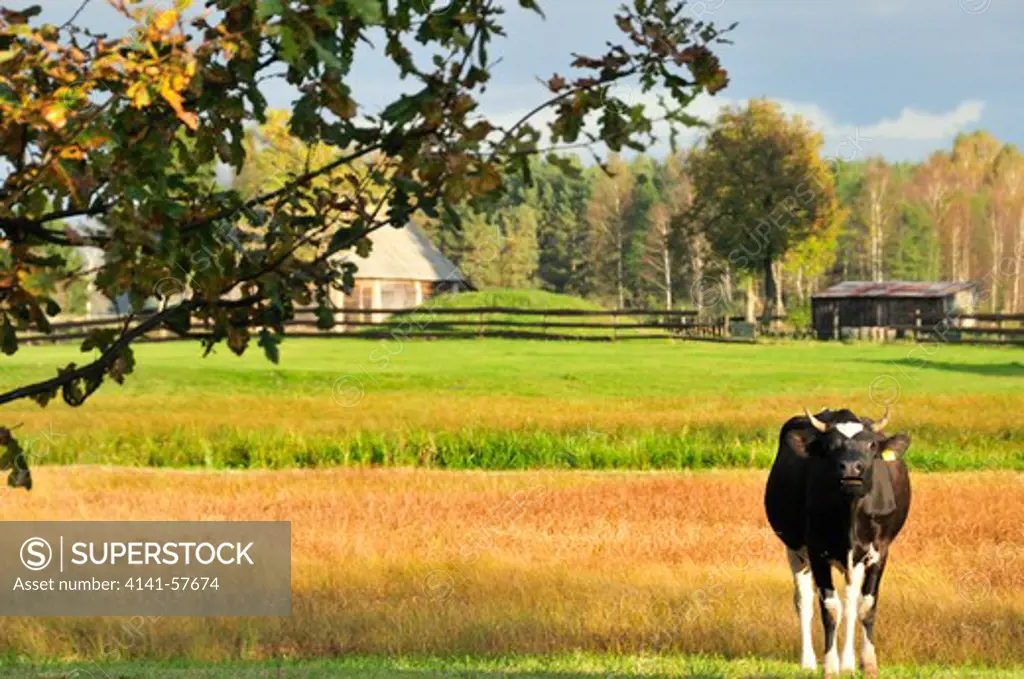 Farmer'S Homestead With Milk Cow, Biebrza National Park, Northeastern Poland