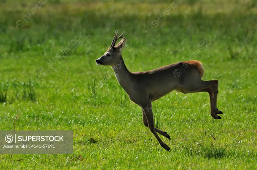 European Roe Deer Capreolus Capreolus On Meadow, Biebrza National Park, Northeastern Poland