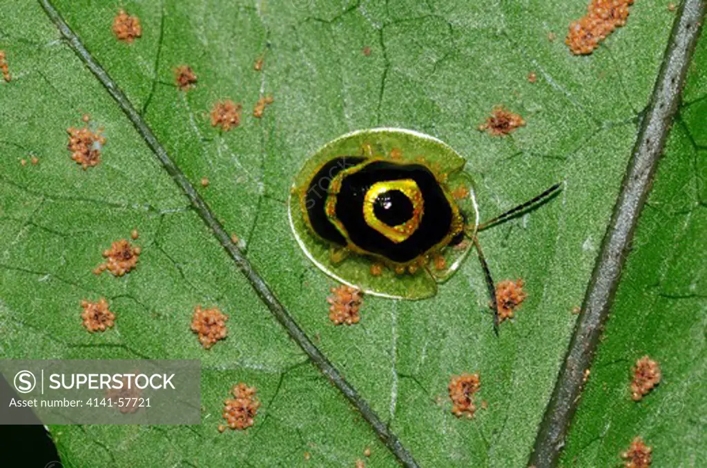 Unidentified Tortoise Beetle (Chrysomelidae) Laying Eggs, Selva Verde Nature Reserve, Rio Sarapiqui Region, Heredia, Costa Rica
