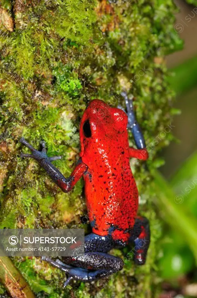 Strawberry Poison Dart Frog, Oophaga (Formerly Dendrobates) Pumilio, Climbing Tree, Selva Verde Nature Reserve, Rio Sarapiqui Region, Heredia, Costa Rica