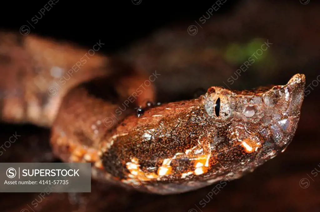 Hog-Nosed Pit Viper, Porthidium Nasutum, Selva Verde Nature Reserve, Rio Sarapiqui Region, Heredia, Costa Rica