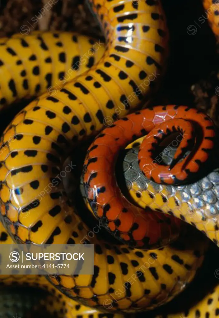 ring-necked snake diadophis punctatus ventral detail california, western usa 