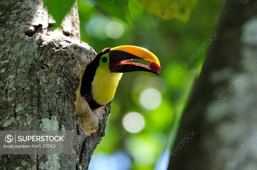 Chestnut-Mandibled Toucan Ramphastos Swainsonii, At Nest, Selva Verde Nature Reserve, Rio Sarapiqui Region, Heredia, Costa Rica