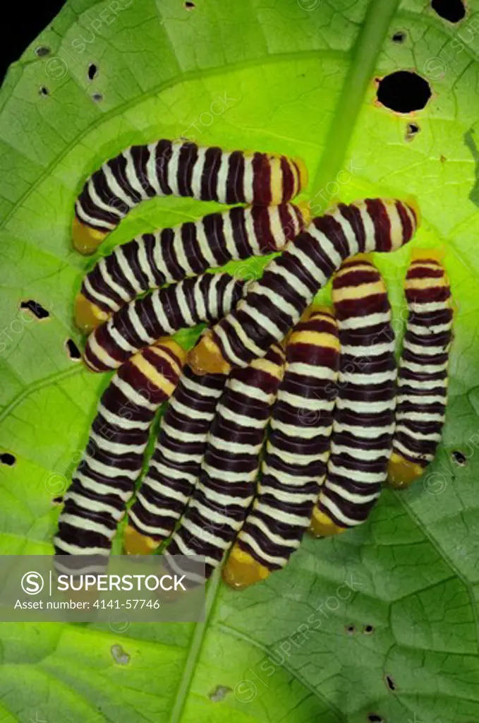 Zebra Caterpillars, Selva Verde Nature Reserve, Rio Sarapiqui Region, Heredia, Costa Rica