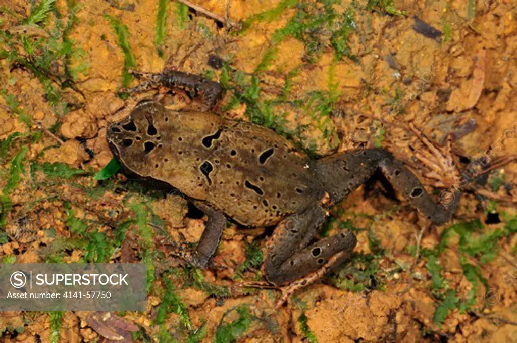 Litter Toad, Bufo Haematiticus, Selva Verde Nature Reserve, Rio Sarapiqui Region, Heredia, Costa Rica