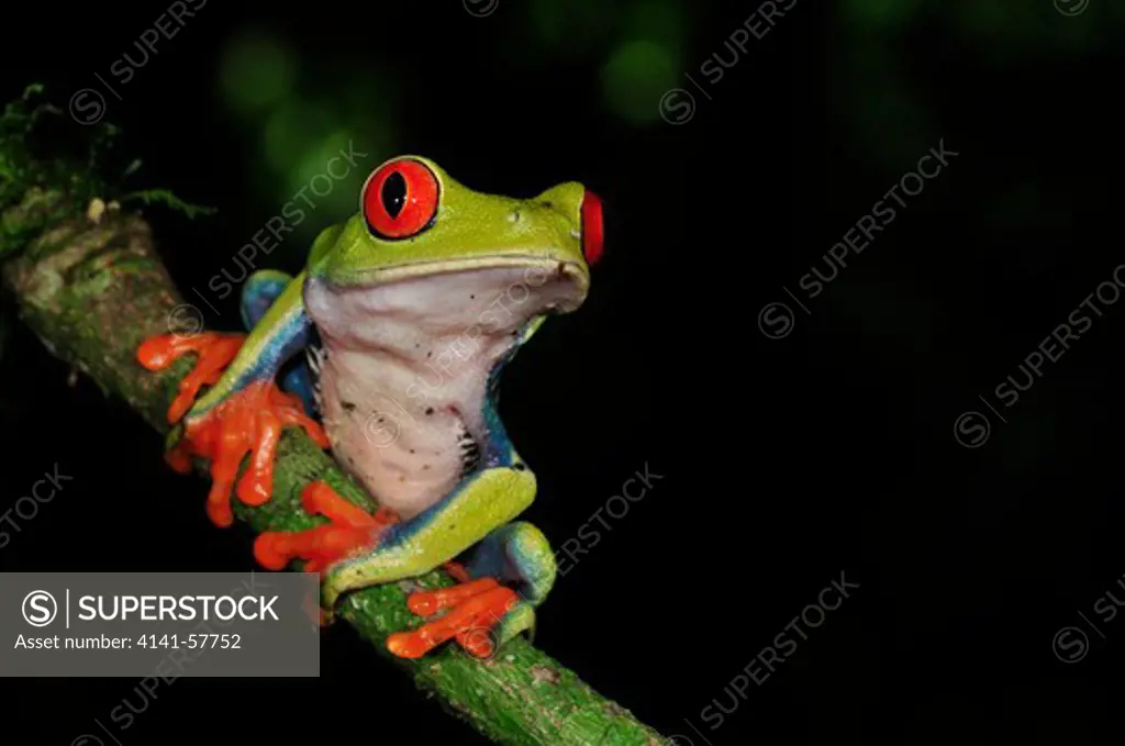 Red-Eyed Tree Frog, Agalychnis Callidryas, Selva Verde Nature Reserve, Rio Sarapiqui Region, Heredia, Costa Rica