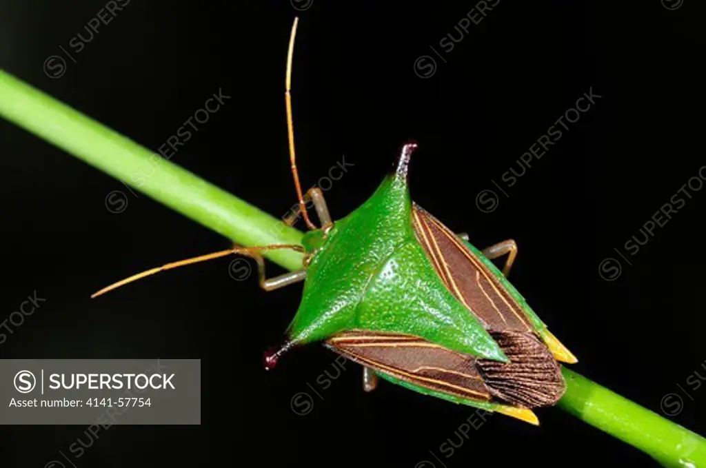 Shield Bug (Pentatomidae), Selva Verde Nature Reserve, Rio Sarapiqui Region, Heredia, Costa Rica