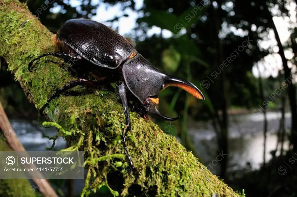 Hercules Beetle, Dynastes Hercules, Selva Verde Nature Reserve, Rio Sarapiqui Region, Heredia, Costa Rica