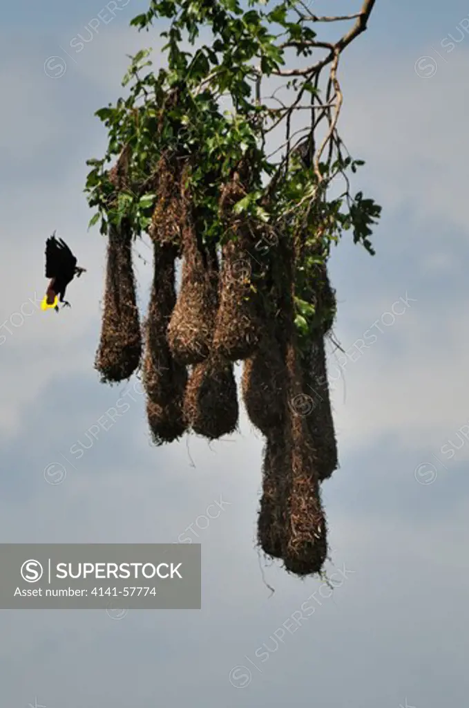 Montezuma Oropendola Psarocolius Montezuma, With Hanging Nests, Selva Verde Nature Reserve, Rio Sarapiqui Region, Heredia, Costa Rica