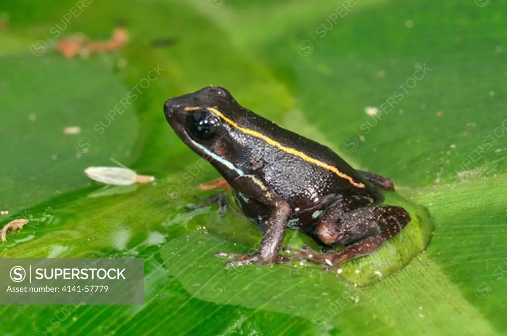 Striped Poison Dart Frog, Phyllobates Lugubris, Selva Verde Nature Reserve, Rio Sarapiqui Region, Heredia, Costa Rica