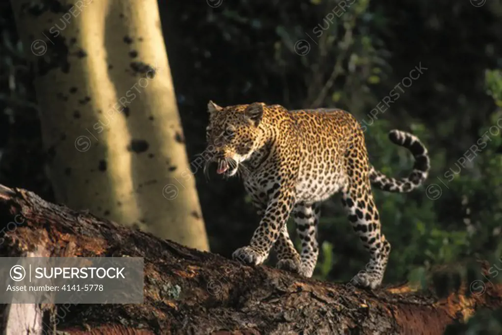 leopard panthera pardus lake nakuru national park, kenya 
