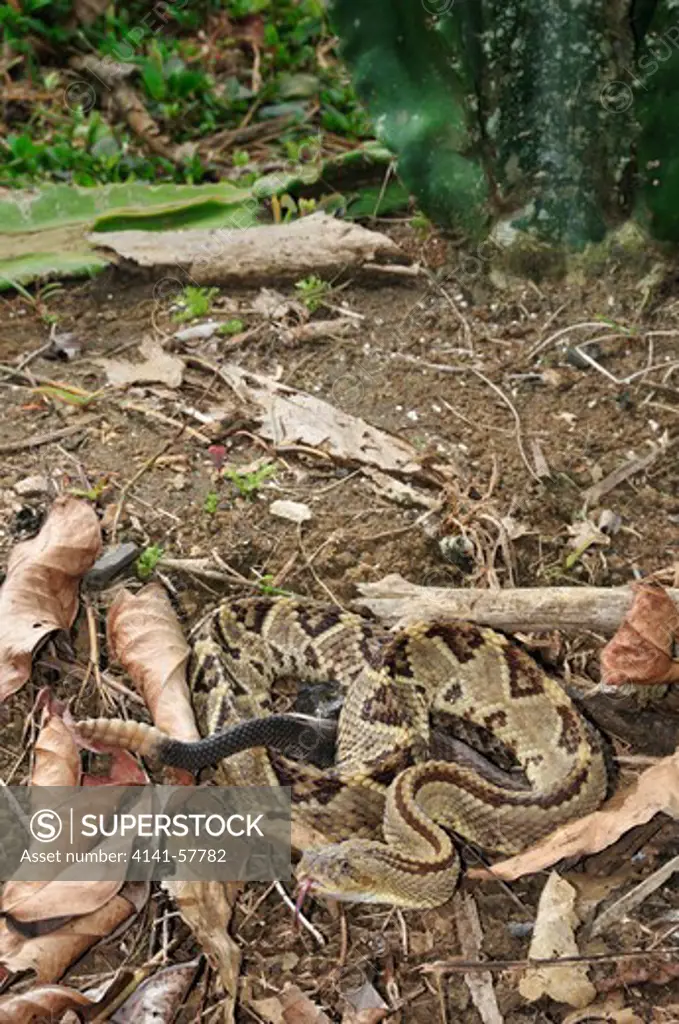 Central American Rattlesnake, Crotalus Simus, Santa Rosa National Park, Guanacaste, Costa Rica