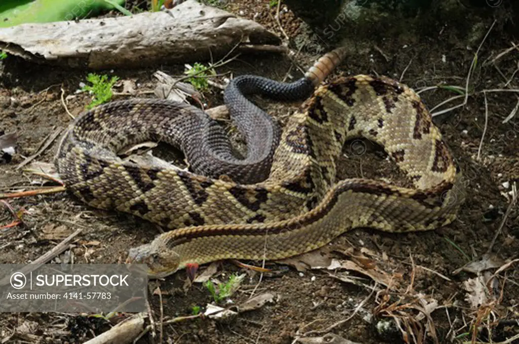 Central American Rattlesnake Crotalus Simus, Santa Rosa National Park, Guanacaste, Costa Rica