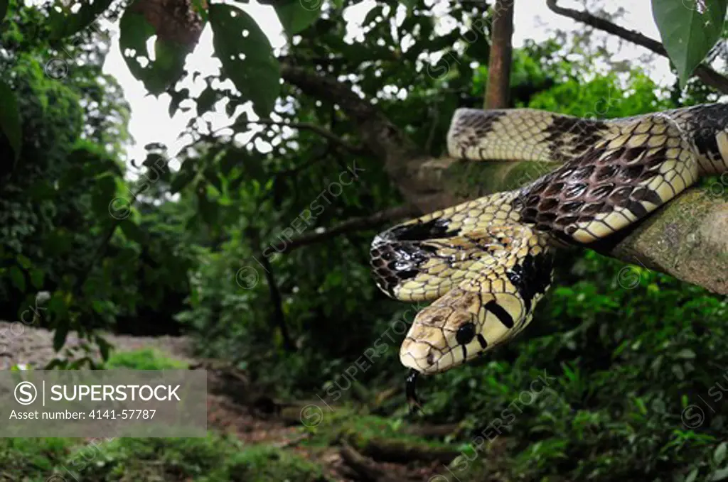 Tiger Rat Snake, Spilotes Pullatus, Selva Verde Nature Reserve, Sarapiqui Region, Costa Rica