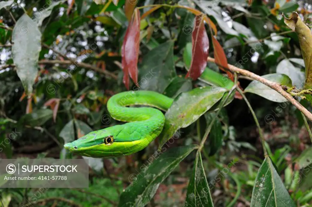 Green Vine Snake, Oxybelis Fulgidus, Selva Verde Nature Reserve, Sarapiqui Region, Costa Rica