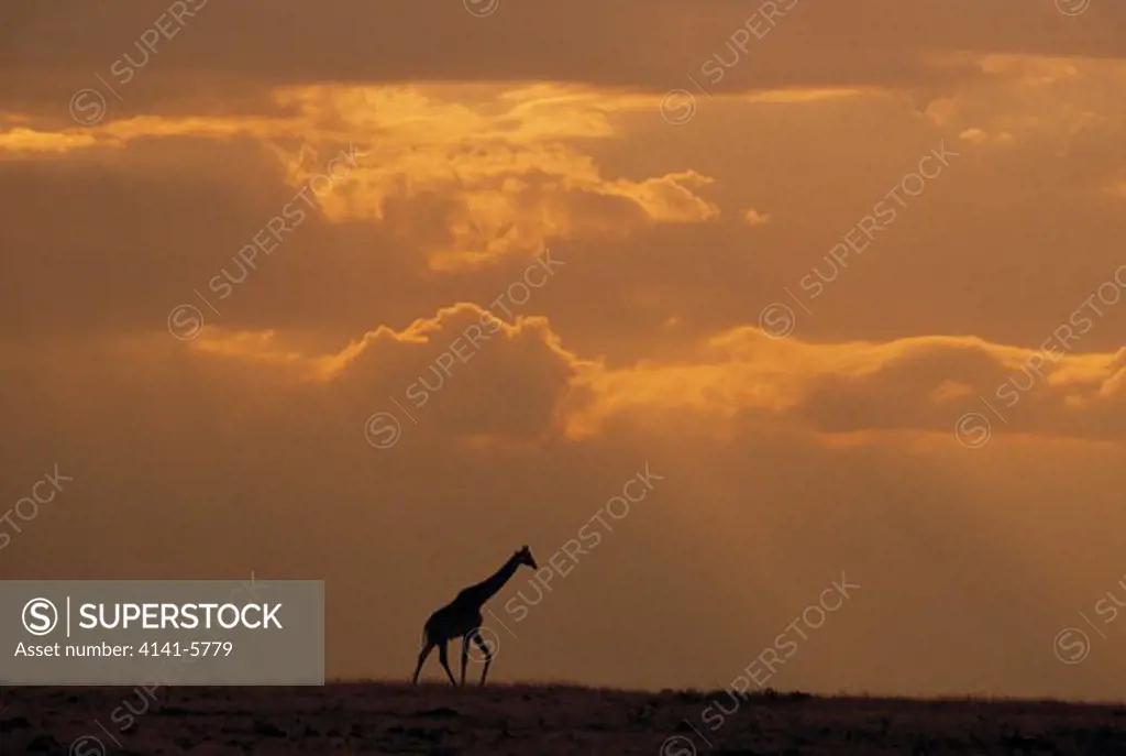 masai or kenyan giraffe giraffa camelopardalis tippelskirchi masai mara game reserve, kenya