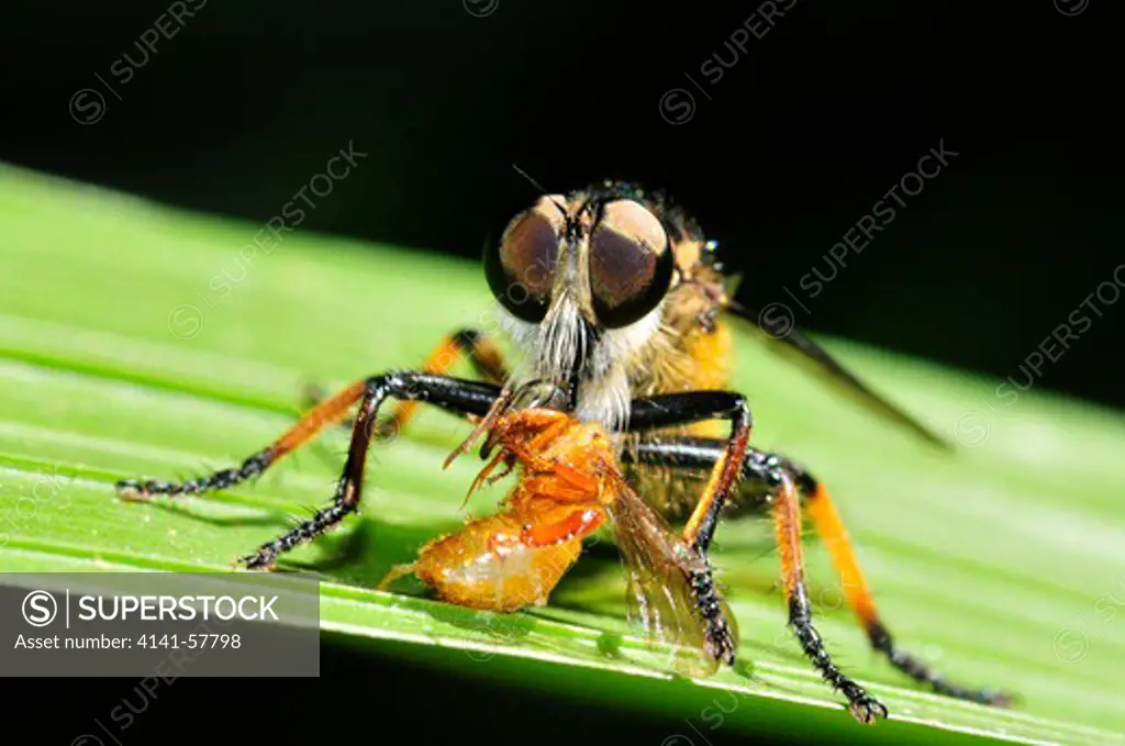 Robber Fly, Feeding On Winged Ant Prey, Selva Verde Nature Reserve, Rio Sarapiqui Region, Heredia, Costa Rica