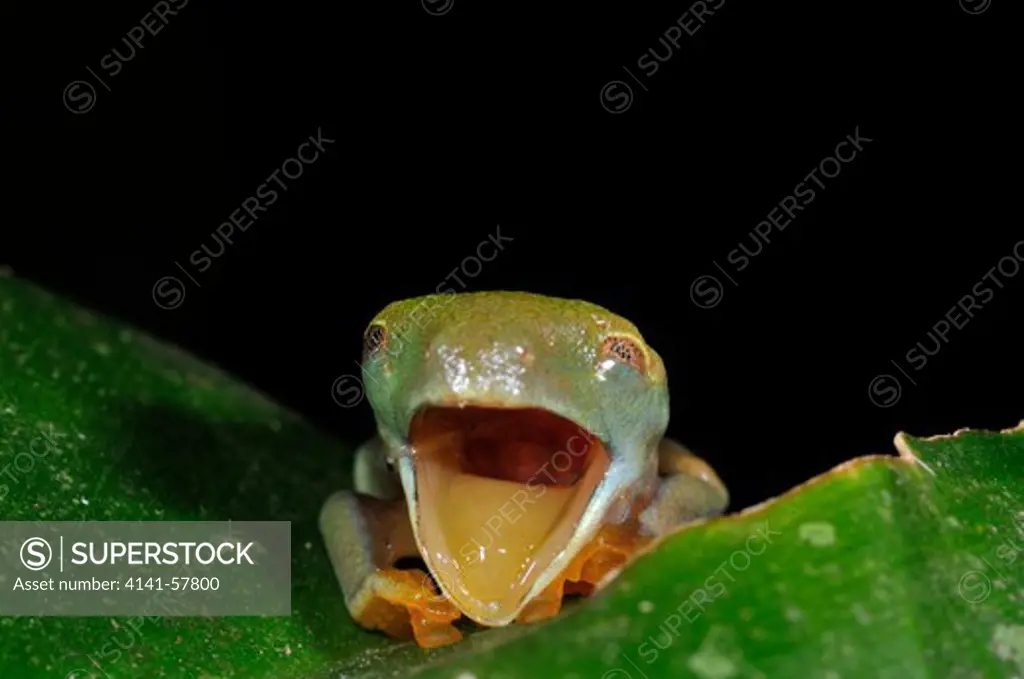 Red-Eyed Tree Frog, Agalychnis Callidryas, Juvenile, Selva Verde Nature Reserve, Rio Sarapiqui Region, Heredia, Costa Rica