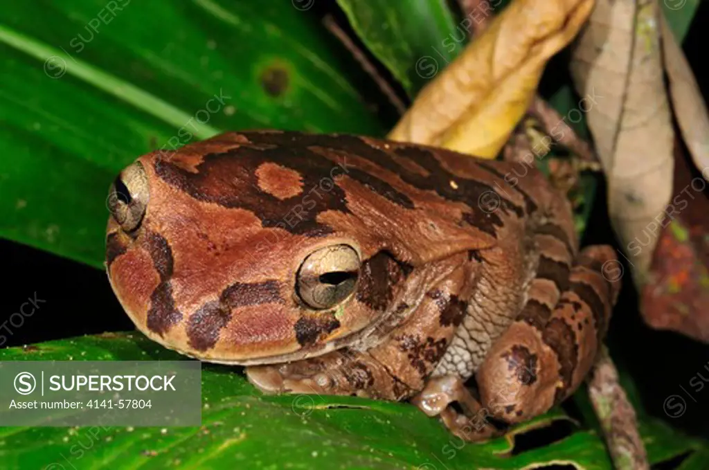 Drab Tree Frog, Smilisca Sordida, Selva Verde Nature Reserve, Rio Sarapiqui Region, Heredia, Costa Rica