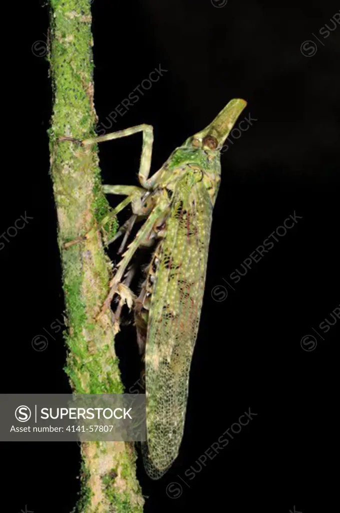 Fulgorid Planthopper, Selva Verde Nature Reserve, Rio Sarapiqui Region, Heredia, Costa Rica