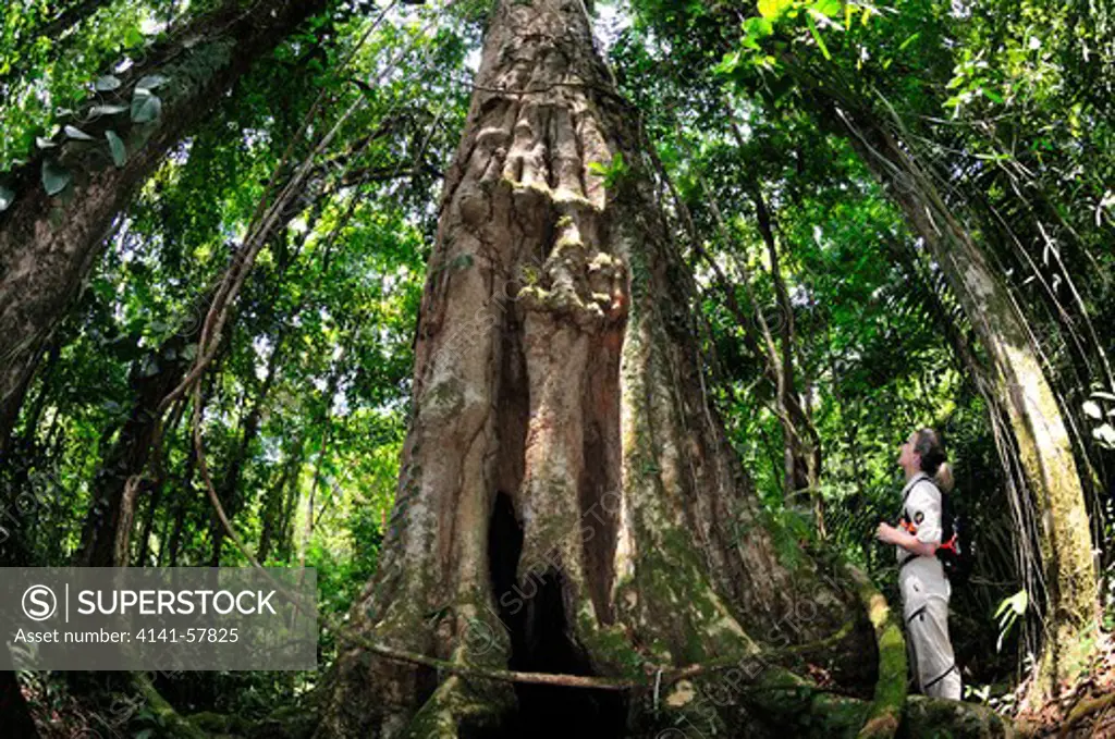 Giant Almendro Tree Dipteryx Panamensis, Selva Verde Nature Reserve, Rio Sarapiqui Region, Heredia, Costa Rica
