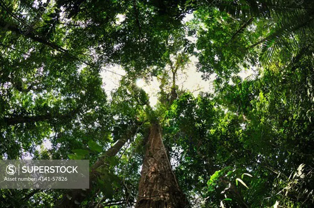 Forest Canopy, Selva Verde Nature Reserve, Rio Sarapiqui Region, Heredia, Costa Rica