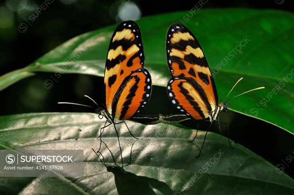 Heliconius Longwing Butterflies Mating, Selva Verde Nature Reserve, Rio Sarapiqui Region, Heredia, Costa Rica