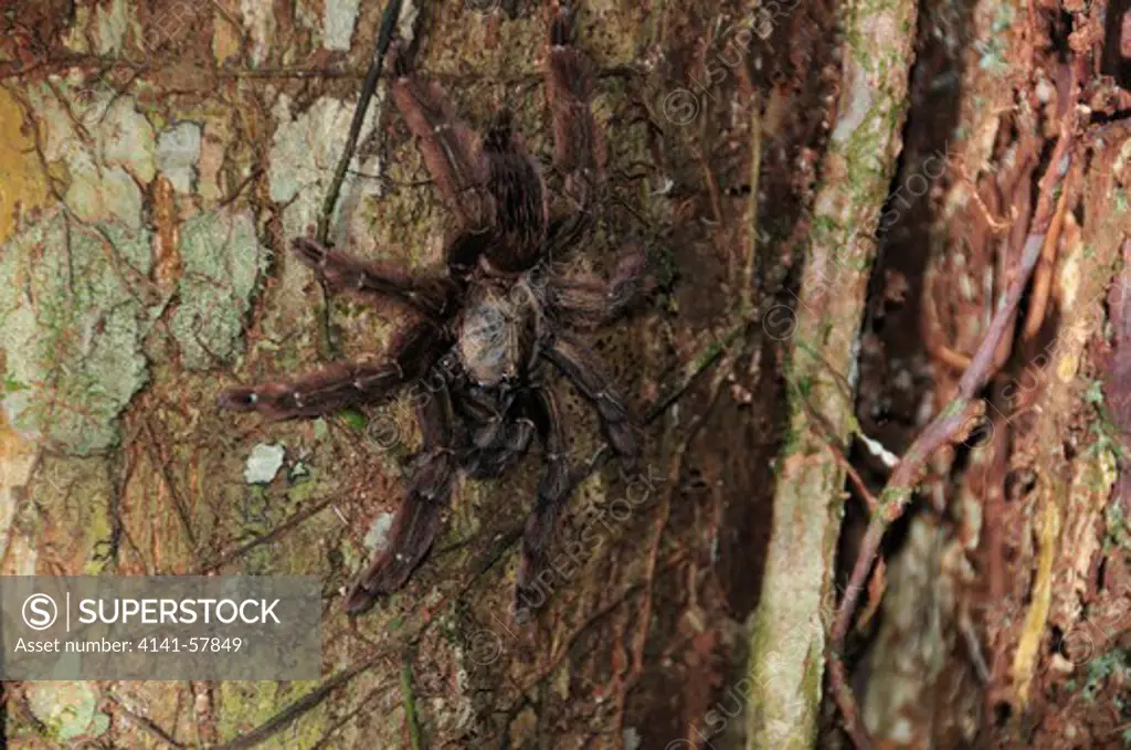 Costa Rican Orange-Mouth Tarantula Psalmopoeus Reduncus, Selva Verde Nature Reserve, Rio Sarapiqui Region, Heredia, Costa Rica